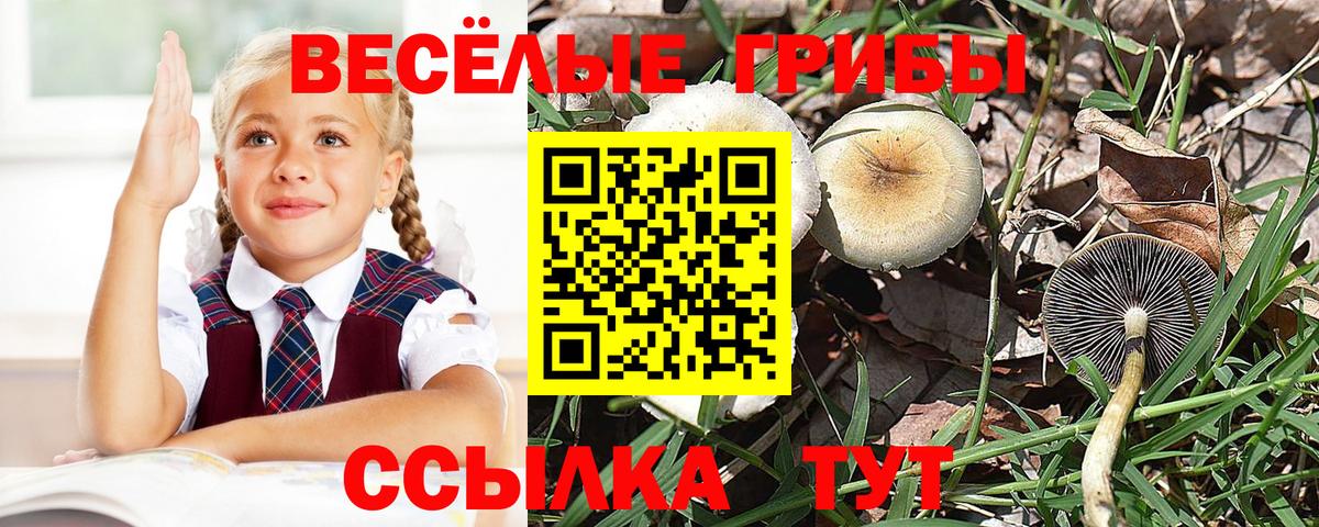 Галлюциногенные грибы Psilocybine cubensis Шали